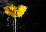 sunflower_splash_t1.jpg