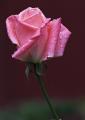 Trandafirul roz