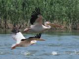 Pelicani in zbor - Delta Dunarii