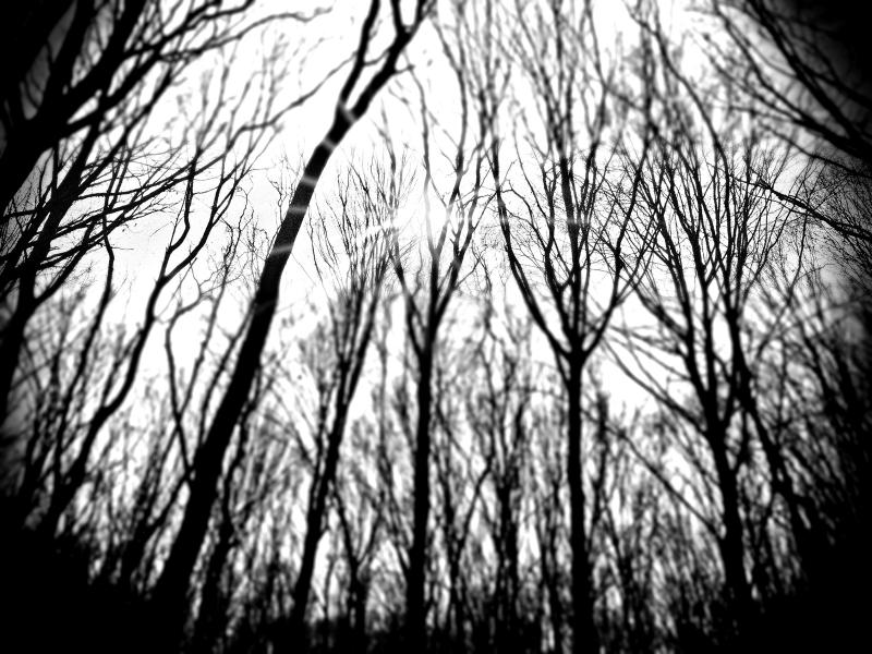 Black and white forest