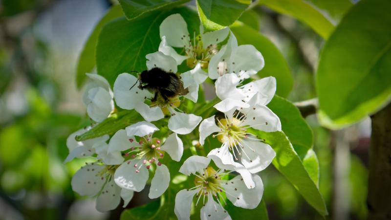 Flowers and bumble