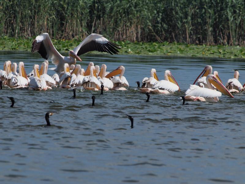 Pelicani - Delta Dunarii